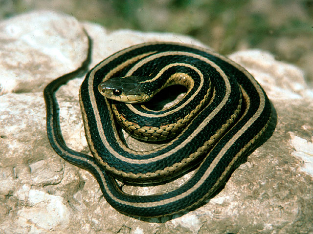 Eastern Garter Snake